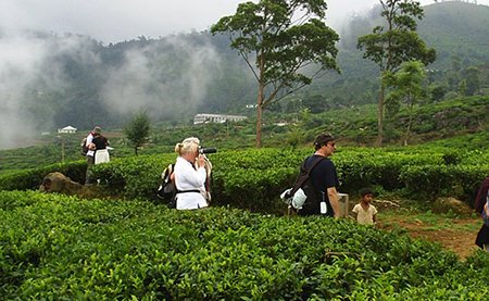 tea estate guided walk